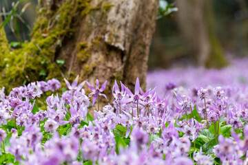 苔が生えた古い切り株を取り囲む桔梗