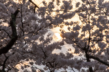 満開の桜の花の隙間から見える太陽