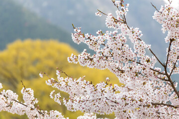 ピンク色の桜の花と黄緑色の植物