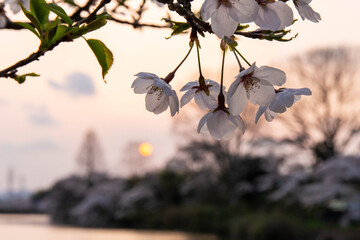 満開の桜並木と沈みゆく夕日
