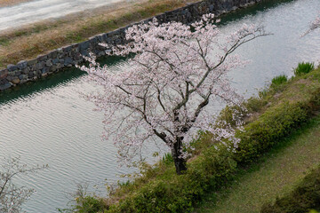 小さな河川の岸で咲いている桜