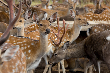 bambi and deer animals walking in autumn outdoors.