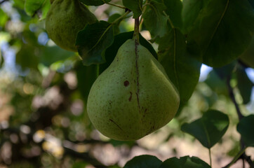 Green huge pears hang from tree branches in the garden.
