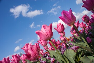 春といえばチューリップ、色とりどりに咲き誇るチューリップの可愛い姿