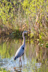 Blue heron