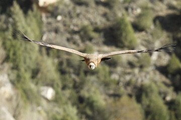 Buitre leonado (Gyps fulvus), Segovia, España