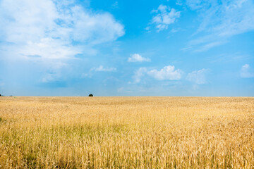 Ripe golden wheat on the fieldwith clear blue sky. Selective focus. Shallow depth of field. 