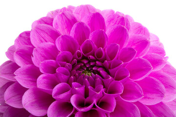 beautiful dahlia isolated