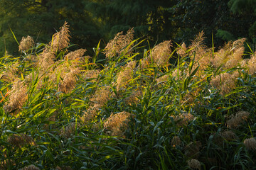 Willow Warmed by Late Summer Sun in the Morning