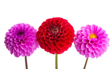 beautiful dahlia isolated