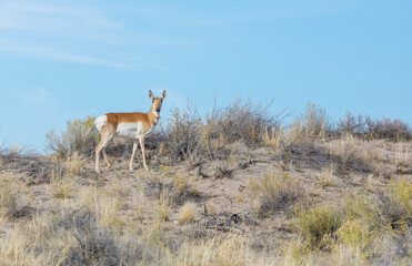 Pronghorn