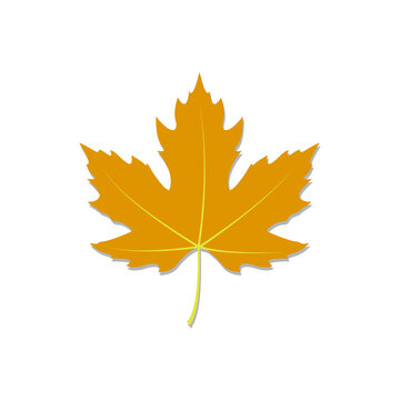 maple leaf logo icon design template vector	