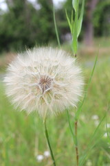 White fluffy ball of dandelion. inflatable balls of a taraxac plant on a long thin stem. Ripe white seeds of a fluffy plant on a blurred green background. Fragility tenderness concept