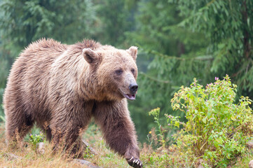 Brown bear (lat. ursus arctos) stainding in the forest