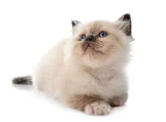 birman kitten in studio