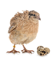 japanese quail in studio