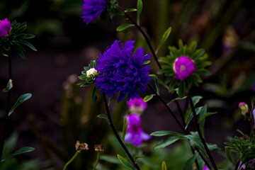 purple flower