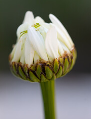 chamomile flower bud with green spider