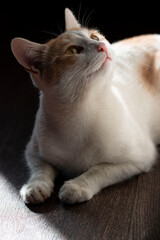 white cat with red spots on the background of abstract light