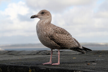 A close up of a Juvenile Herring Gull