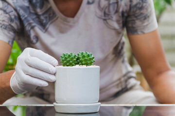 Asian man is planting castus in a pot on a glass table