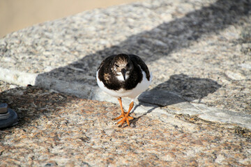 A close up of a Turnstone on the ground