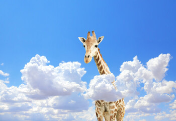 Cute giraffe in the sky © frenta