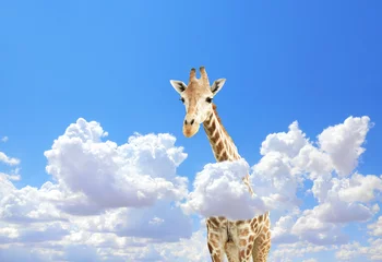 Schilderijen op glas Cute giraffe in the sky © frenta