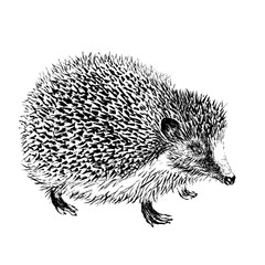Black ink hedgehog engraving. Illustration