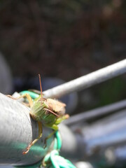 金属の棒につかまっているイナゴを顔側から撮影