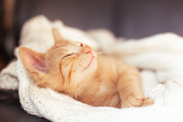 A ginger cat sleeps on soft cozy bed with knitted white blanket. soft focus. Pet at home