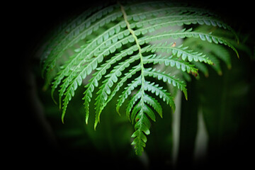 A single tree fern frond with a dark background