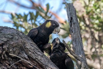 Yellow-tailed Black Cockatoo feeding fledgling