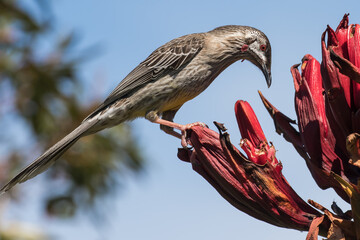 Red Wattle Bird feeding on nectar of the Gymea Lily © Ken Griffiths