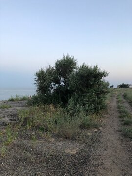 trees on the beach