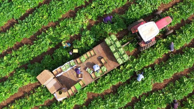 Farm workers picking ripe Zucchini, loading them onto a Tractor trailer, Aerial view.