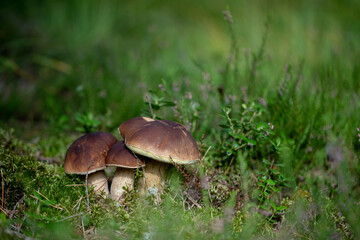 three boletus edulis mushrooms in the grass in coniferous woods / Latvian forest