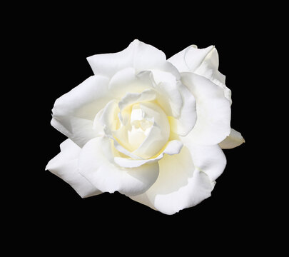 White rose isolated on black background. Beautiful white flora and nature concept. White rose means sincerity, purity, and chastity. Image of love and valentine day collection.