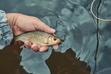 A rudd caught in a fly fishing. Tenkara.