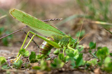 Big green hay horse laying eggs in a meadow