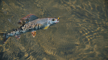 Grayling in clear river water. Fly fishing and tenkara.