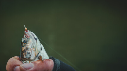 The fisherman holds a grayling in his hand.