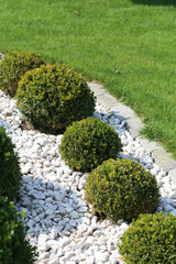 Buchs, Buchsbaum, Boxwood