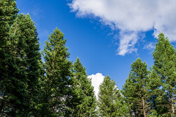 Beautiful forest green trees under blue sky with white clouds.