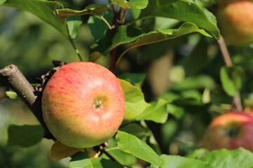 Apfel Topaz