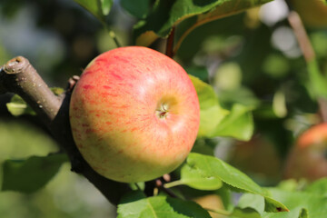 Obraz premium Apfel Topaz