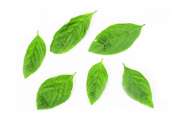 Sweet Basil Herb Growing in a organic garden. Thai Basil leaf (Ocimum basilicum) isolated on white...