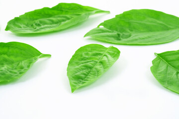 Sweet Basil Herb Growing in a organic garden. Thai Basil leaf (Ocimum basilicum) isolated on white background.