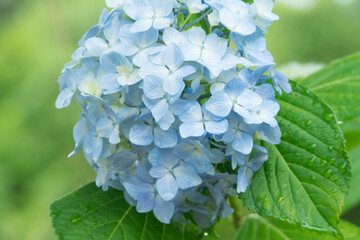 アジサイ