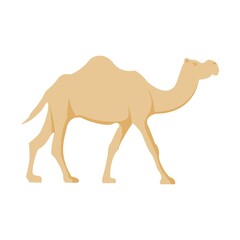 majestic camel walk in desert perfect for travel agency or food decoration vector illustration design
